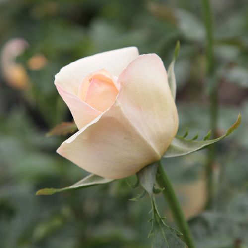 Rosa  Charlie Chaplin™ - żółty  - Róże pienne - z kwiatami hybrydowo herbacianymi - korona równomiernie ukształtowana